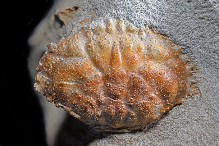 Kranjska rakovica (Tasadia carniolica) iz srednjemiocenskih plasti Tunjiškega gričevja. Foto in zbirka: Rok Gašparič