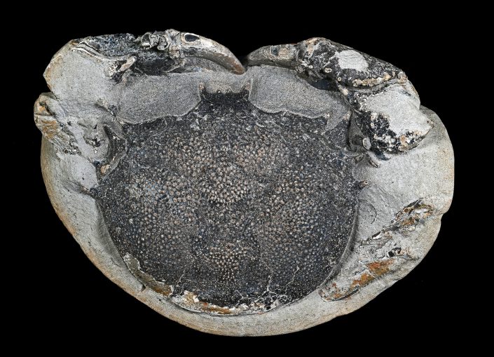 Rakovica Chaceon sp. v miocenski konreciji. Nahajališče, Tunjiško gričevje. Foto: Rok Gašparič, zbirka: Edo Grmšek