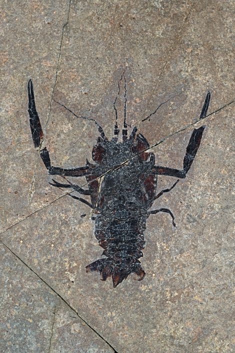 Poznotriasni jastog Eopolycheles cornuaureus iz nahajališča Kozja dnina v Julijskih Alpah. Foto in zbirka: Rok Gašparič